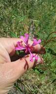 Plancia ëd Clarkia concinna subsp. concinna