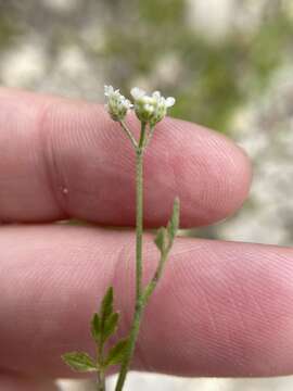 Image of Torilis arvensis subsp. recta Jury