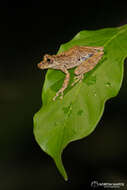 Image of Rio Verde Snouted Treefrog