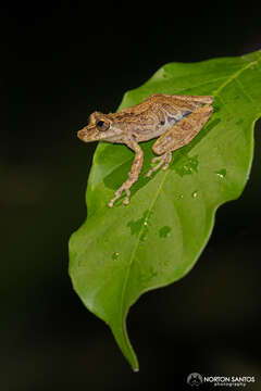 Image of Rio Verde Snouted Treefrog