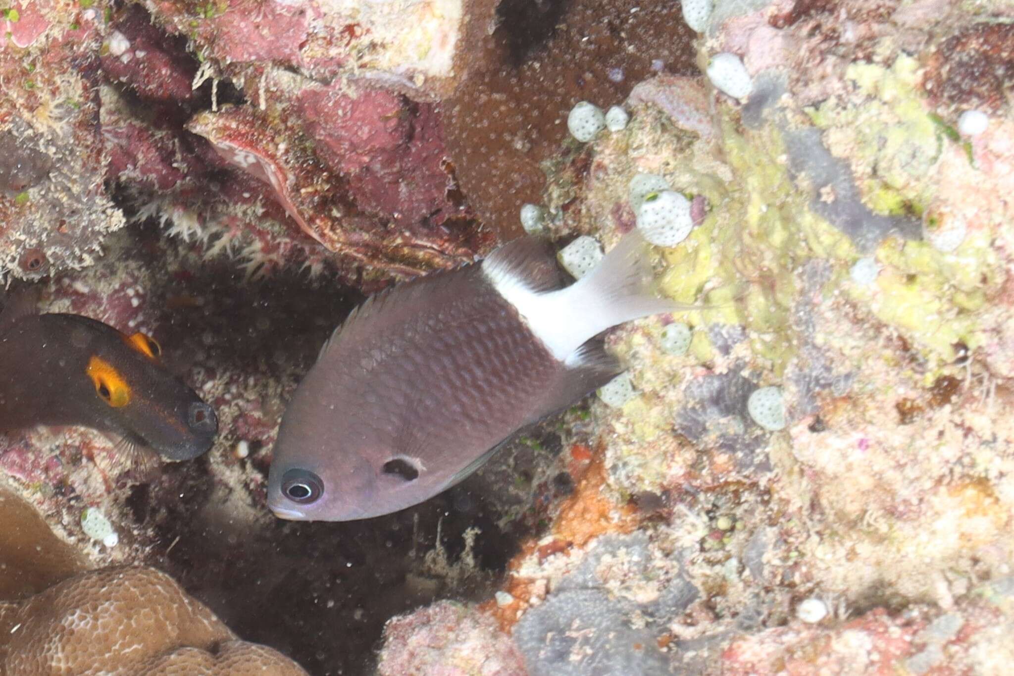 Слика од Pycnochromis margaritifer (Fowler 1946)