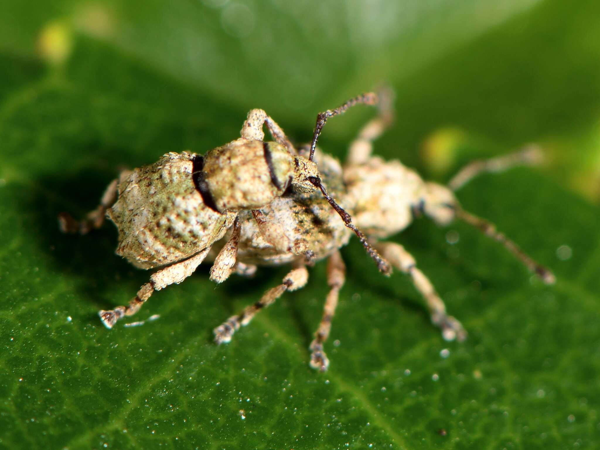 Image of Brachyolus punctatus White 1846