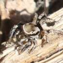 صورة Habronattus formosus (Banks 1906)