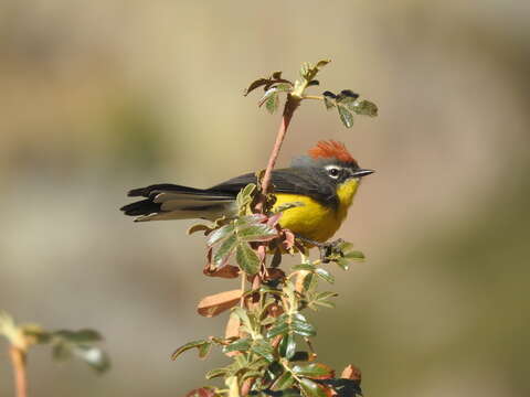 Myioborus brunniceps (d'Orbigny & Lafresnaye 1837) resmi