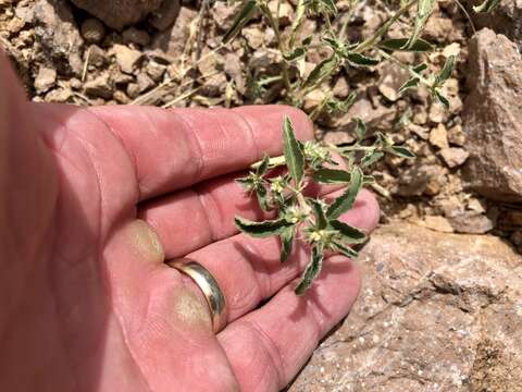 Image of California silverbush