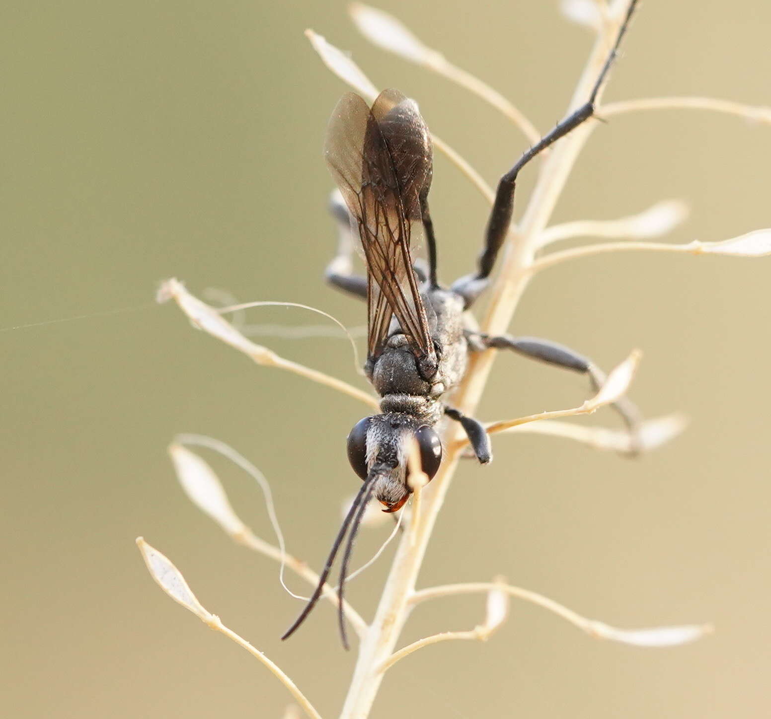 Image of Prionyx globosus (F. Smith 1856)