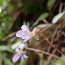 Sivun Viola shinchikuensis Yamam. kuva