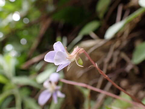 Plancia ëd Viola shinchikuensis Yamam.