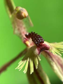 Caladenia plicata Fitzg.的圖片