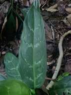 Imagem de Aglaonema commutatum Schott