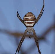 Image de Argiope magnifica L. Koch 1871