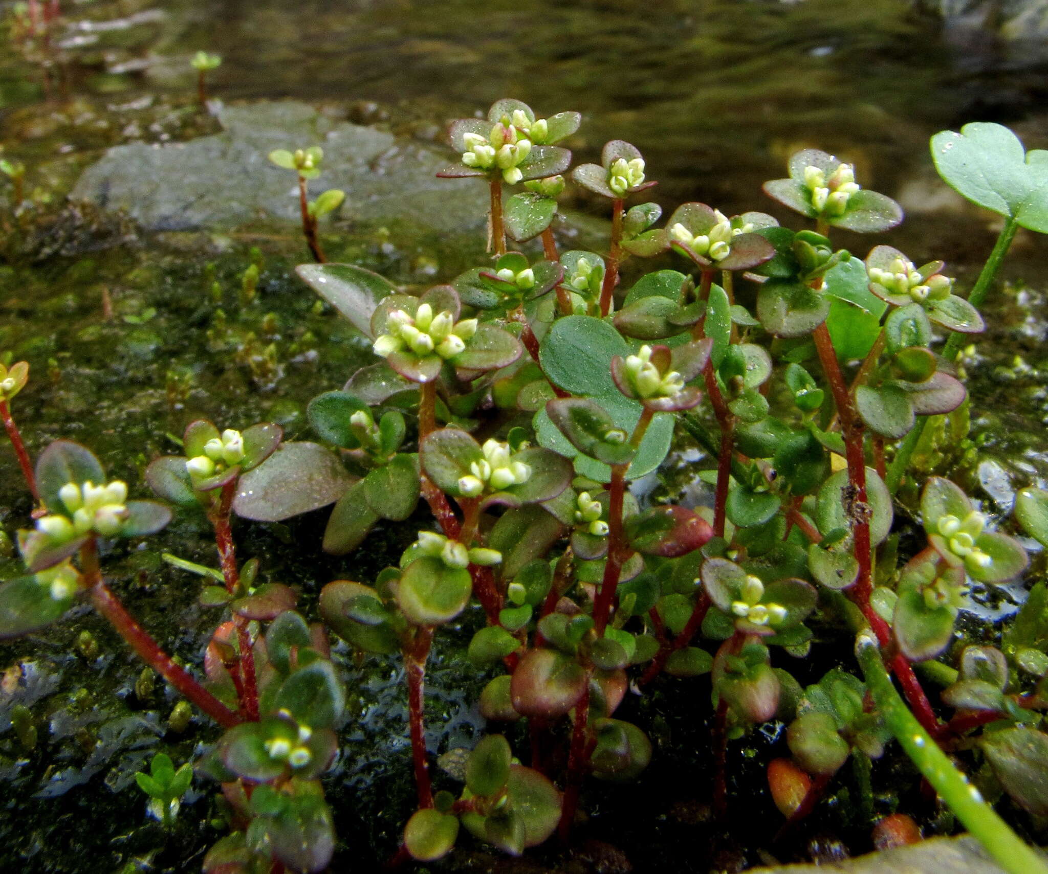 Koenigia islandica L. resmi