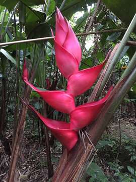 Image of Heliconia bourgaeana Petersen