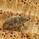 Phyllobius (Alsus) brevis Gyllenhal 1834 resmi