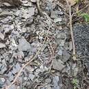 Image of Pigmy Coral Snake