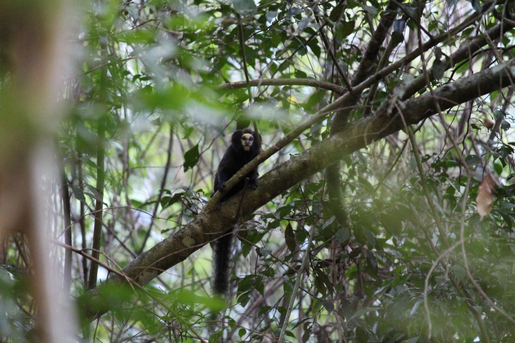 Image of Buffy Tufted-ear Marmoset