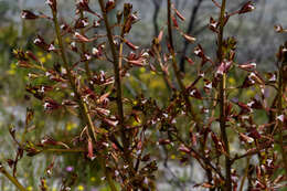 Acrolophia lamellata (Lindl.) Pfitzer的圖片