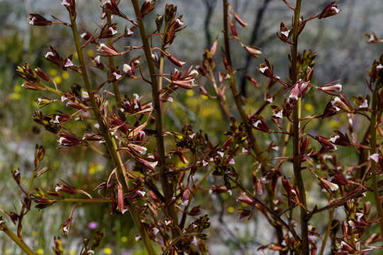 Acrolophia lamellata (Lindl.) Pfitzer的圖片