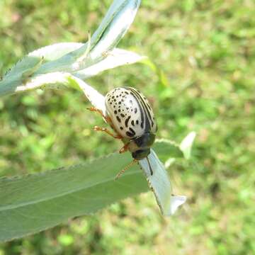 Image of Common Willow Calligrapha