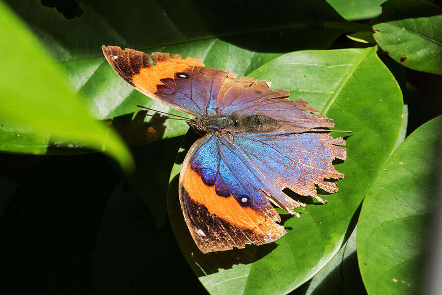 Image of Indian leafwing