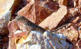 Image of Elegant Earless Lizard