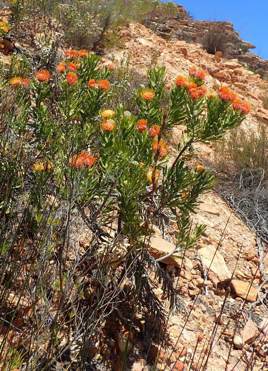 Image of Leucospermum erubescens Rourke