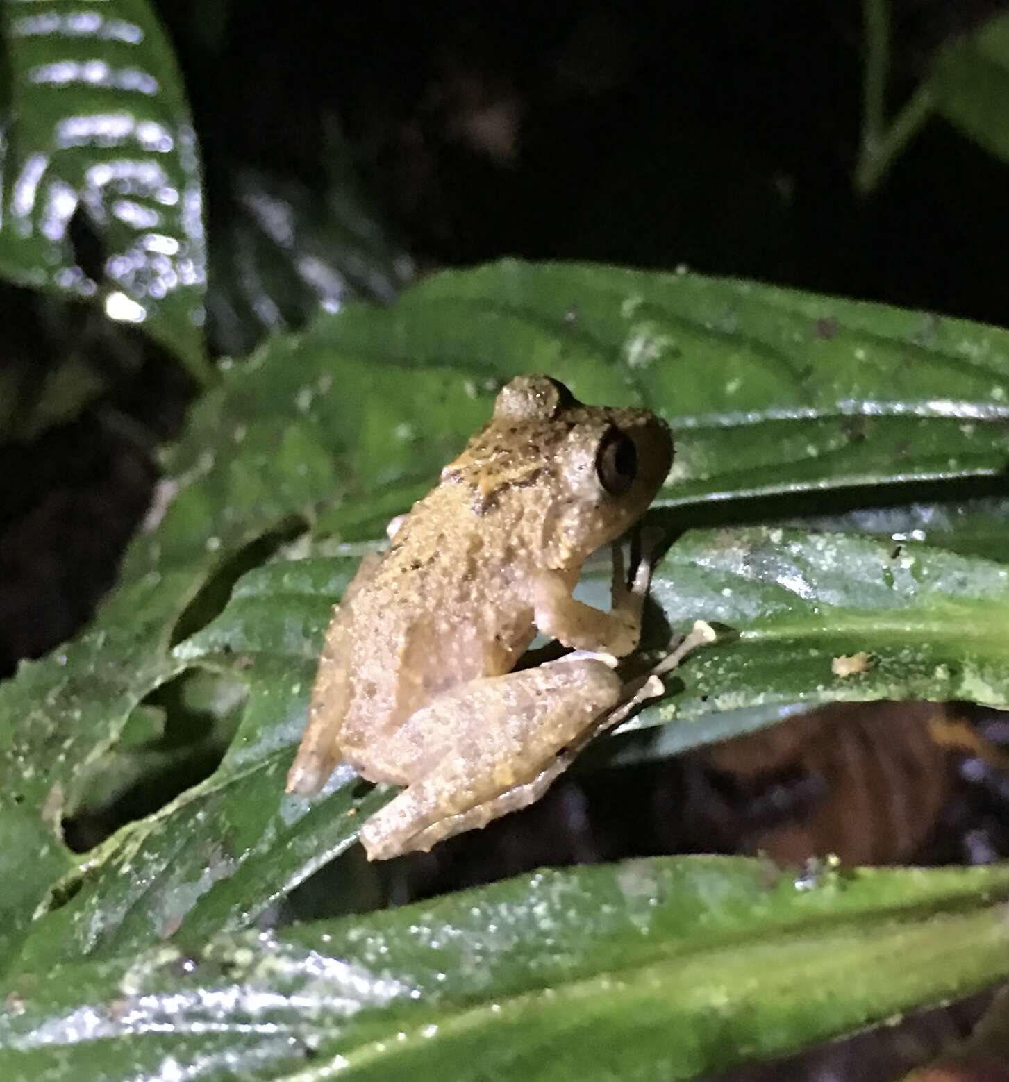 Image of Pristimantis muricatus (Lynch & Miyata 1980)