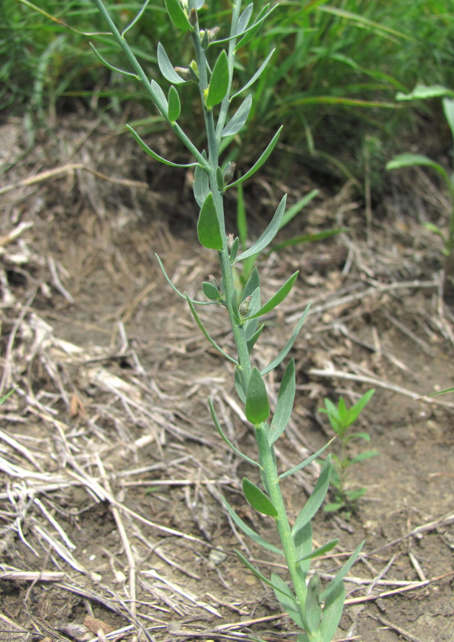 Sivun Thymelaea passerina (L.) Coss. & Germ. kuva