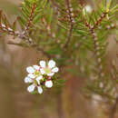 Image of Sannantha leratii (Schltr.) Peter G. Wilson