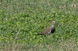 Image of Black-winged Lapwing