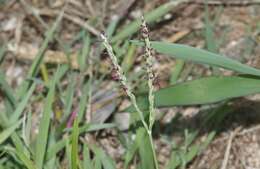 Image of Seashore paspalum