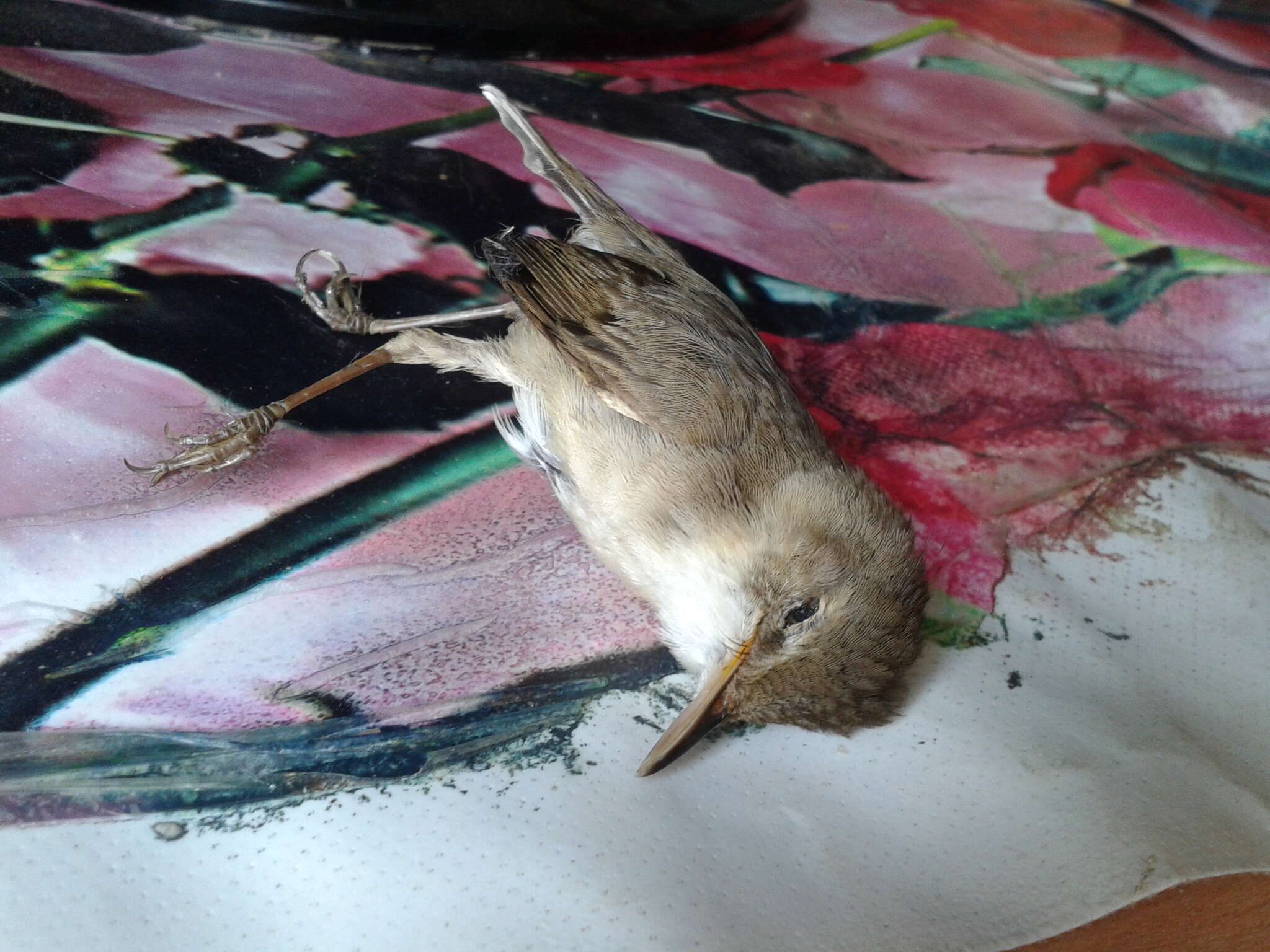 Image of Blyth's Reed Warbler