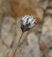 Image of Cephalaria dagestanica Bobrov