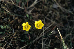 Imagem de Saxifraga hirculus subsp. propinqua (R. Br.) A. & D. Löve