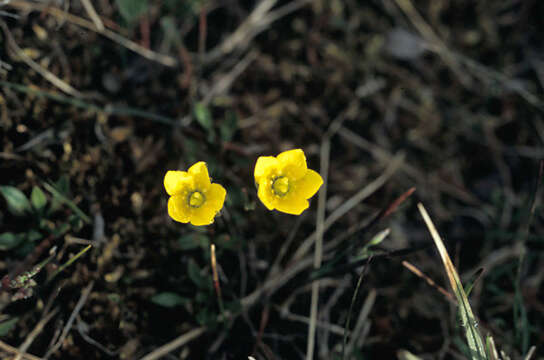 Image of yellow marsh saxifrage