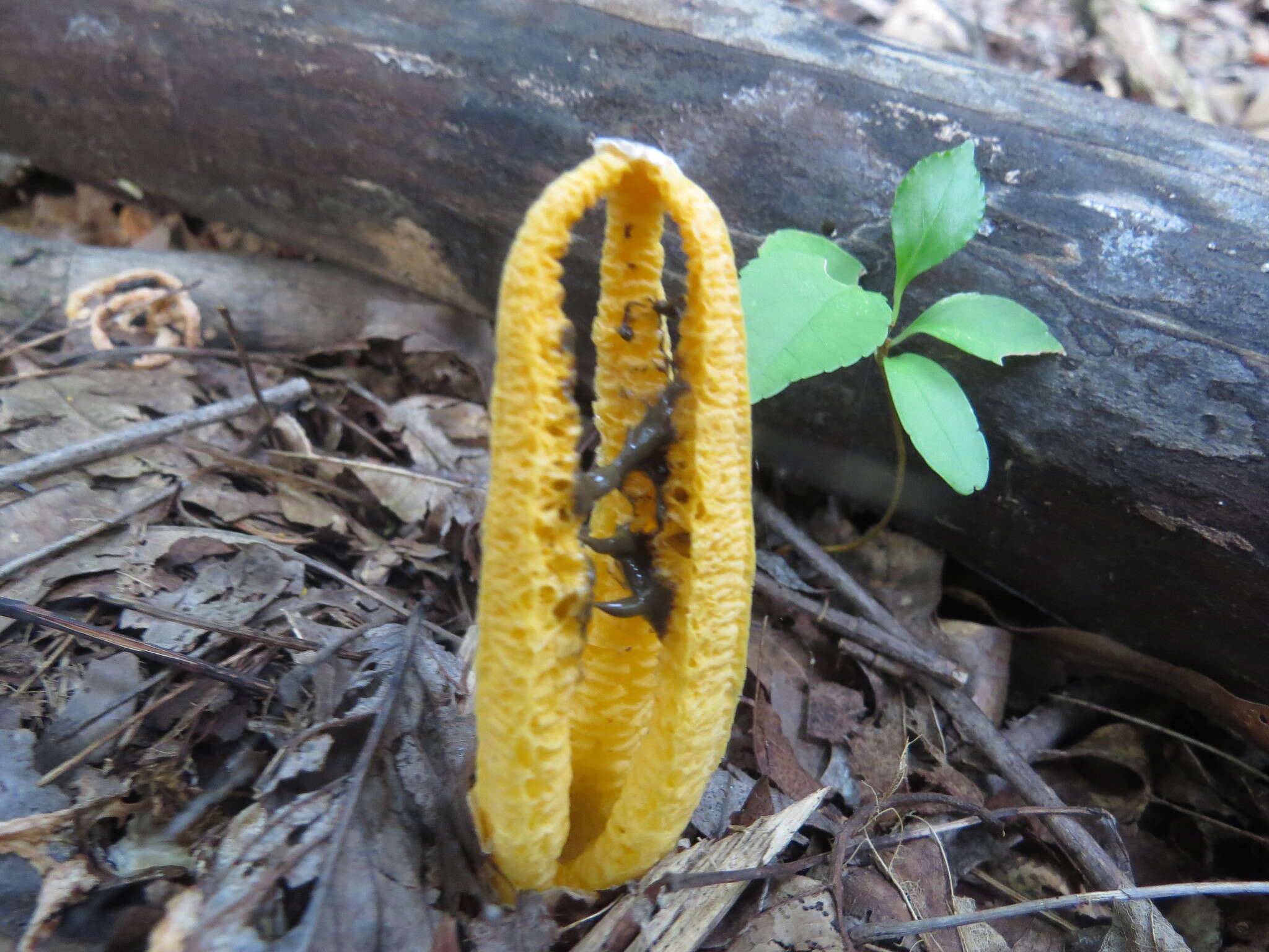 Image of stinkhorn