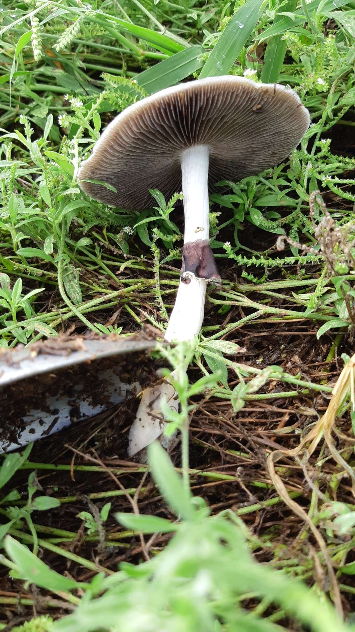 Image de Psilocybe cubensis (Earle) Singer 1948