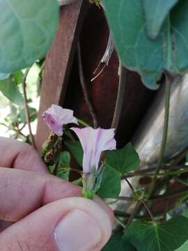 Plancia ëd Ipomoea triloba L.