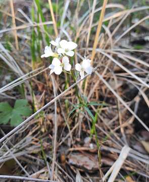 Imagem de Cardamine trifida (Lam. ex Poir.) B. M. G. Jones