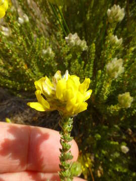 صورة Aspalathus quinquefolia subsp. quinquefolia