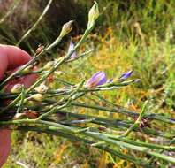 Imagem de Psoralea pullata