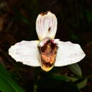Image of Maxillaria fletcheriana Rolfe