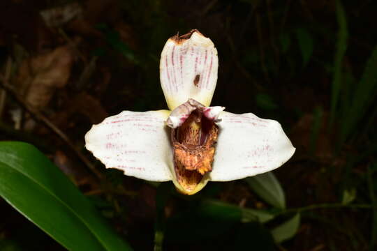 Image of Maxillaria fletcheriana Rolfe