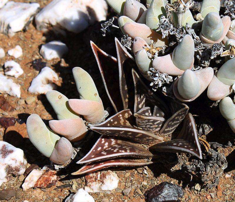 صورة Gonialoe variegata (L.) Boatwr. & J. C. Manning