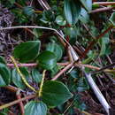 Image de Peperomia fernandeziana Miq.