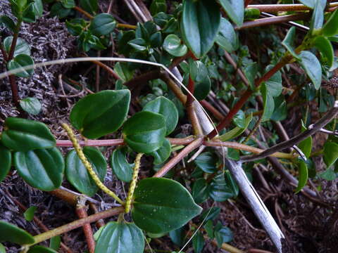 Image of Peperomia fernandeziana Miq.