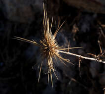 Image of Echinops polyceras Boiss.