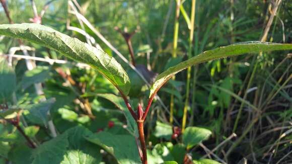 Sivun Viburnum edule (Michx.) Raf. kuva