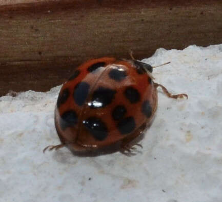 Image of Harlequin Ladybird