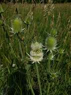 Image of cutleaf teasel